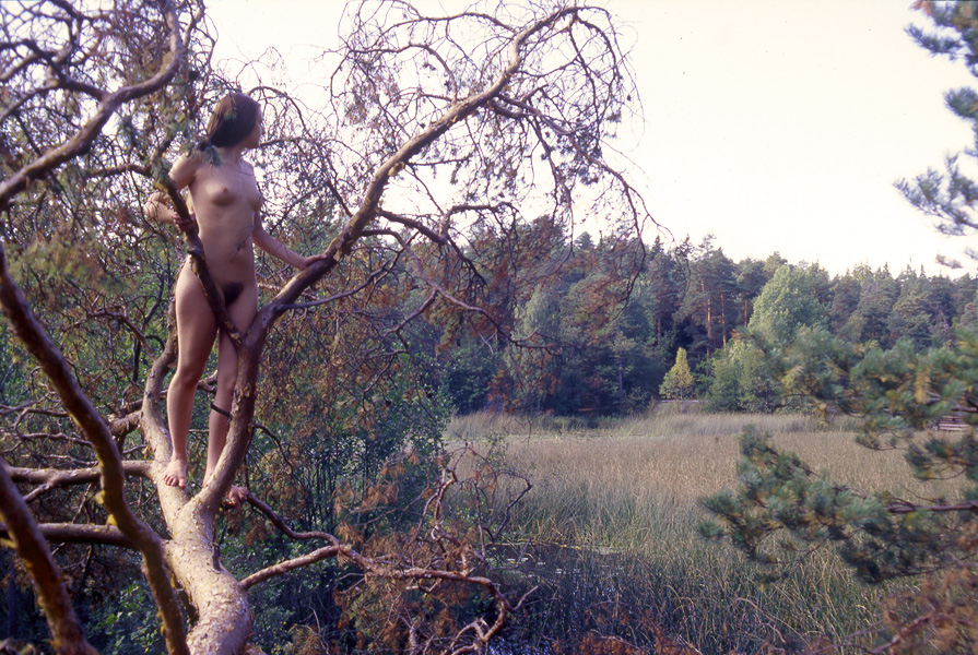 Skogsrå på fallen tall